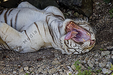 Weißer Bengal-Tiger