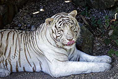 Weißer Bengal-Tiger