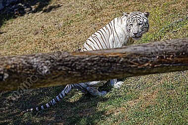 Weißer Bengal-Tiger