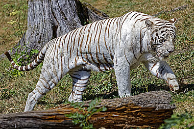 Weißer Bengal-Tiger