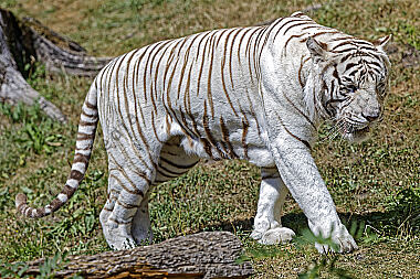 Weißer Bengal-Tiger