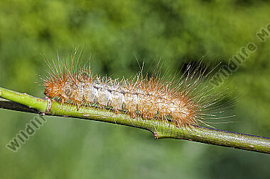 Augsburger Bär halberwachsene Raupe