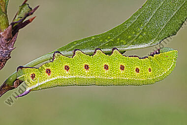 Hummelschwärmer Raupe