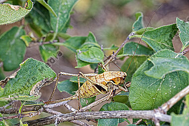 Alpen-Strauchschrecke Weibchen