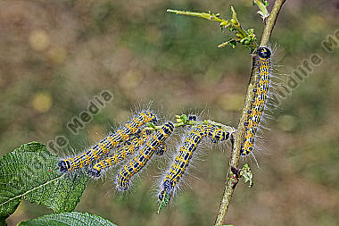 Mondvogel Raupe