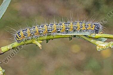 Mondvogel Raupe