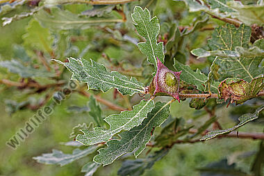 Flaumeiche