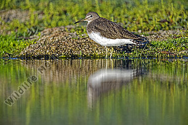Waldwasserläufer
