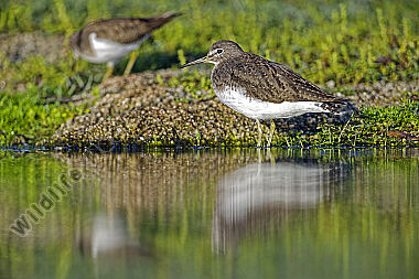 Waldwasserläufer