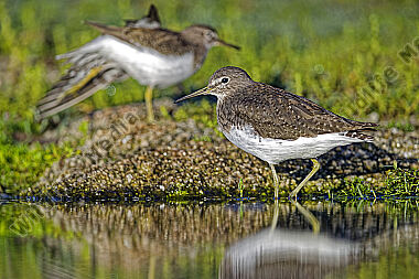 Waldwasserläufer