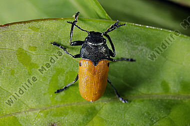 Blattkäfer Labidostomis lusitanica
