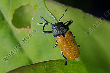 Blattkäfer Labidostomis lusitanica