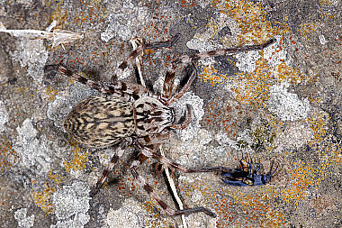 Riesenkrabbenspinne Eusparassus walckenaeri