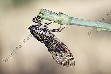 Zikade Pagiphora annulata