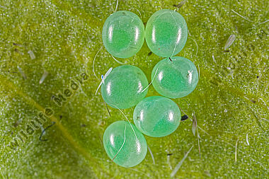 Windenschwärmer Eier