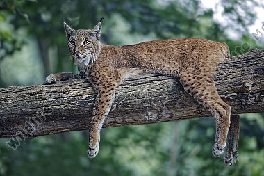 Europäischer Luchs