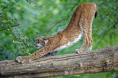 Europäischer Luchs