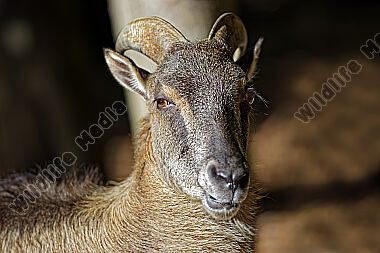 Himalaya-Tahr
