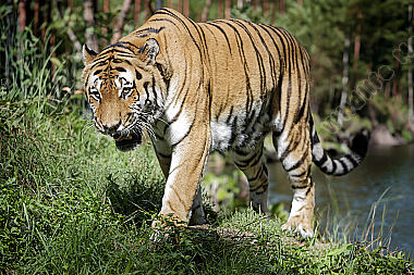Sibirischer Tiger