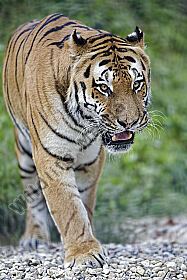 Sibirischer Tiger