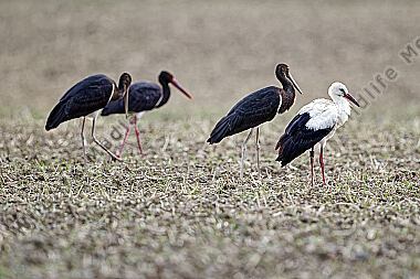 Schwarzstorch mit Weißstorch