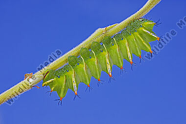 Pfauenspinner Aurivillius triramis halberwachsene Raupe