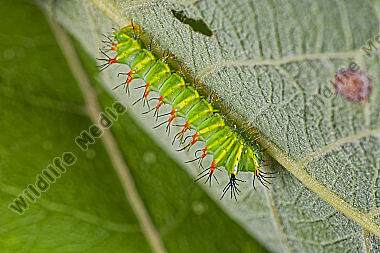 Pfauenspinner Aurivillius triramis Jungraupe