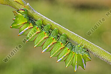 Pfauenspinner Aurivillius triramis Raupe