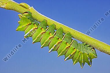 Pfauenspinner Aurivillius triramis Raupe