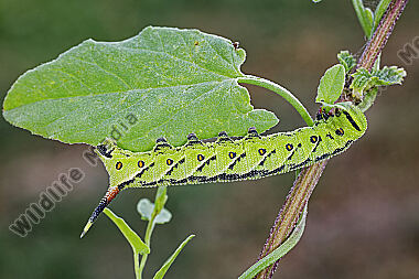 Windenschwärmer halberwachsene Raupe