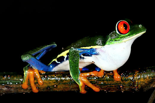 Amphibien