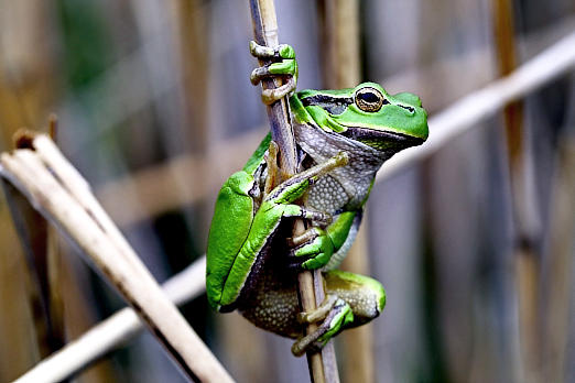 Amphibien