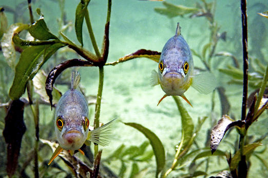 Fische