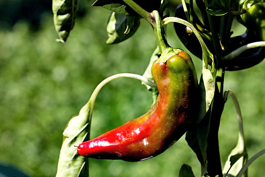 Gartenpflanzen