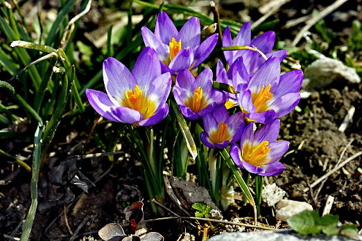 Gartenpflanzen