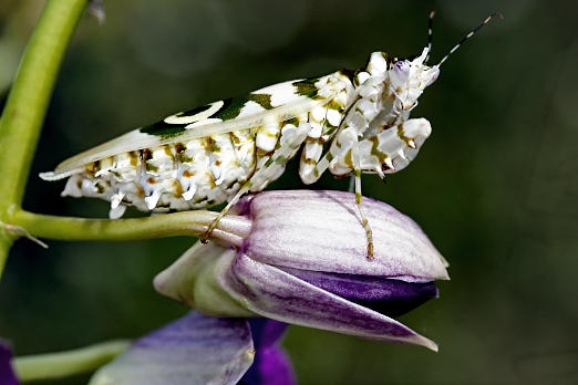 Insekten