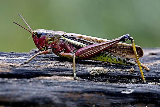 Insekten