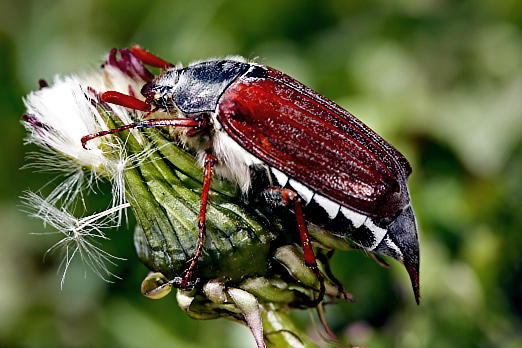 Käfer