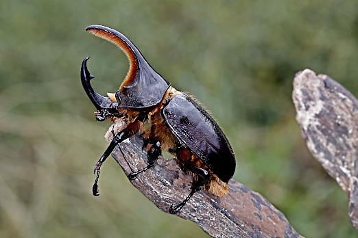 Käfer
