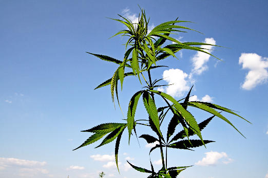 Kultur- & Nutzpflanzen