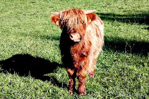 Nutztiere