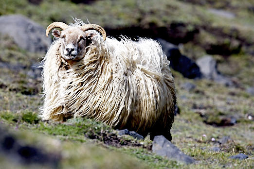 Nutztiere