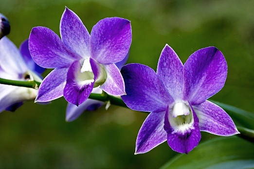 Orchideen