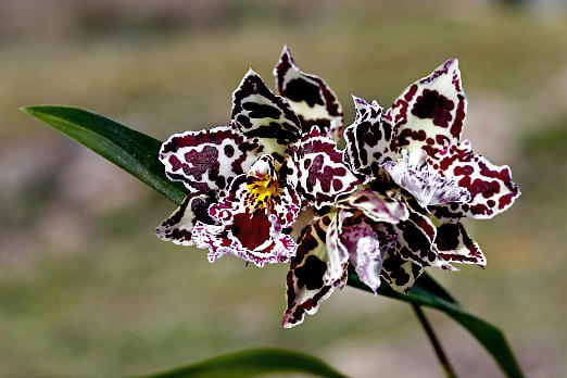 Orchideen
