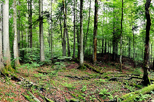 Panoramabild