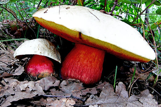 Pilze