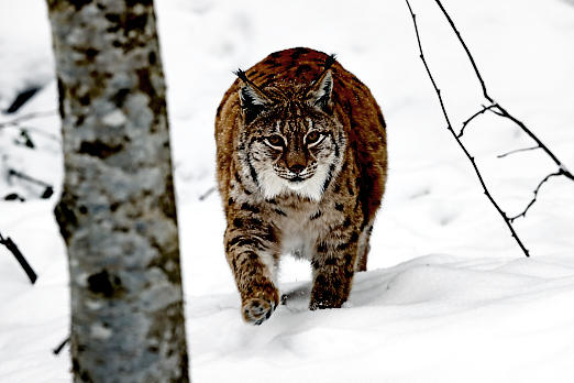 Raubtiere
