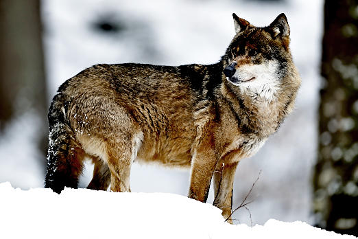 Raubtiere
