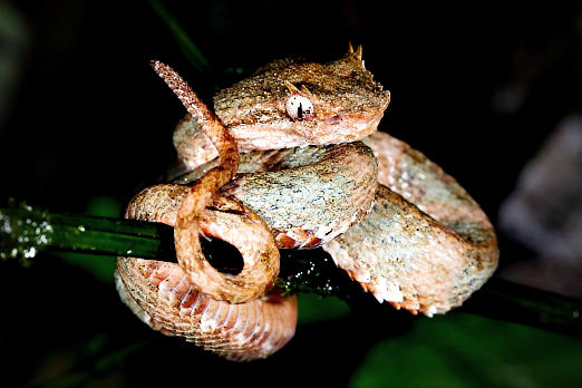 Reptilien