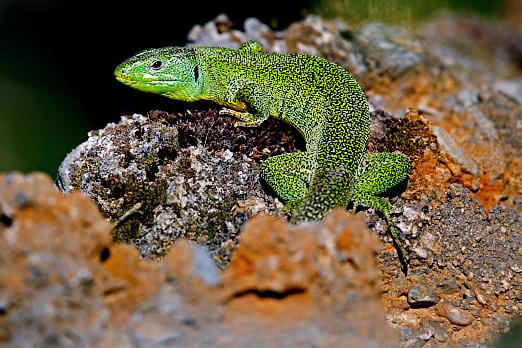 Reptilien